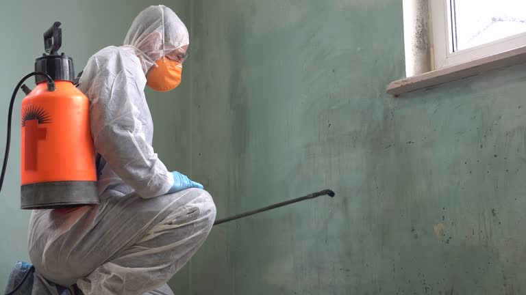 Reliable Blue Ridge, AL Mold Removal Solutions